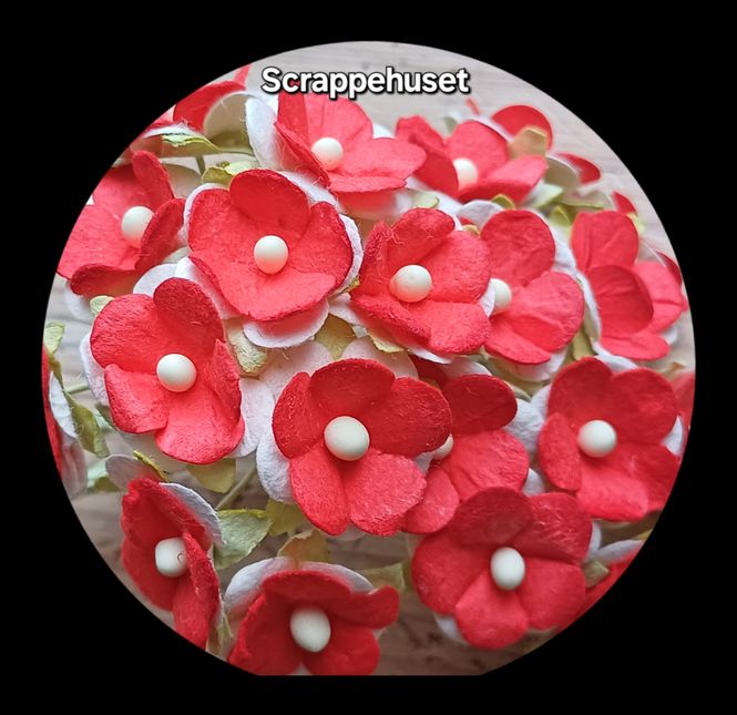 Hovedbilde Små Søte Blomster - Mix Rød-Hvit - SH16