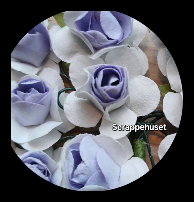 Hovedbilde Hvite Roser med Lilla kjerne - SH69